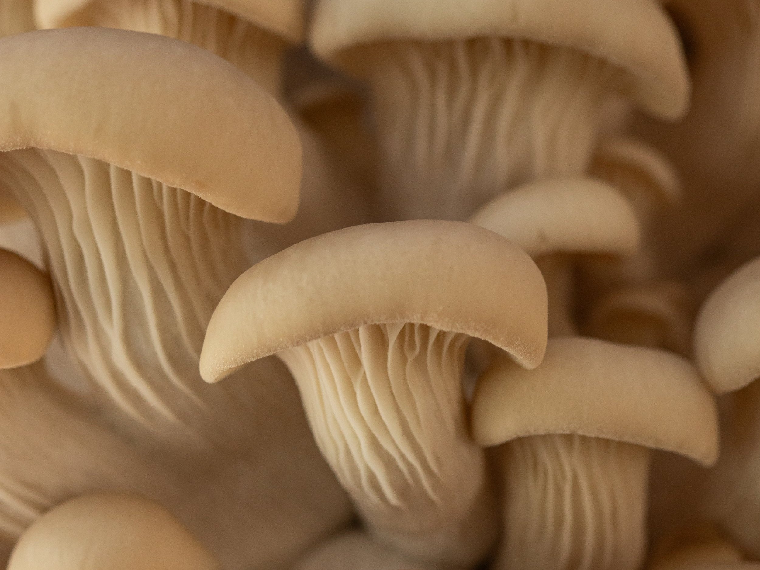 Close-up image of fresh oyster mushrooms showcasing their smooth, creamy caps and delicate gills, highlighting their unique texture and natural beauty.